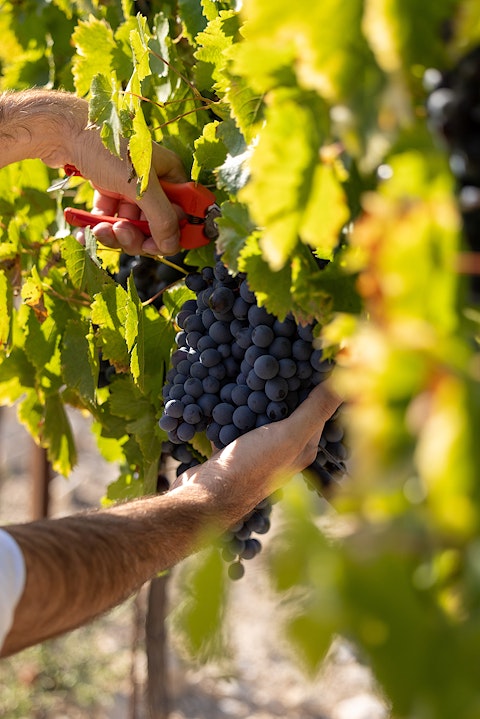 The Vineyard Cycle Maison Saint Aix Harvest V2